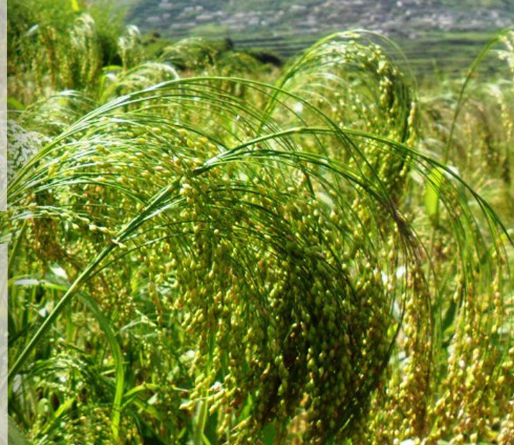 किसान लागे परम्परागत खेतीमा