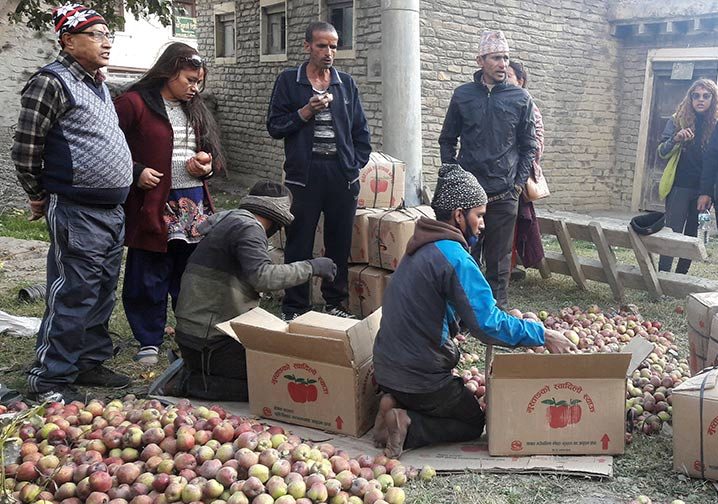 स्याउ किन्ने व्यापारीलाई क्वारेन्टाइन अनिवार्य
