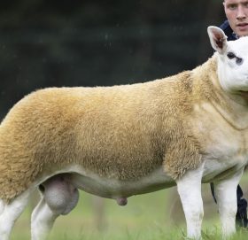 ३ लाख ६७ हजार पाउण्डमा बिक्री भयो भेडा