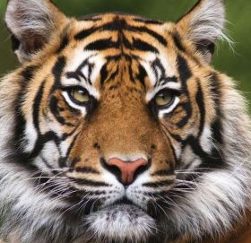 गोठालो गएका व्यक्तिमाथि बाघको आक्रमण, अवस्था गम्भीर