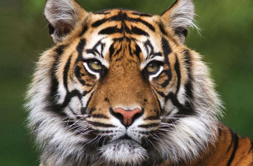 चितवन राष्ट्रिय निकुञ्जमा बाघले तीन गोही खायो