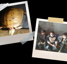 ३५ लाखमा कछुवा बेच्न खोज्ने पाँचजना पक्राउ