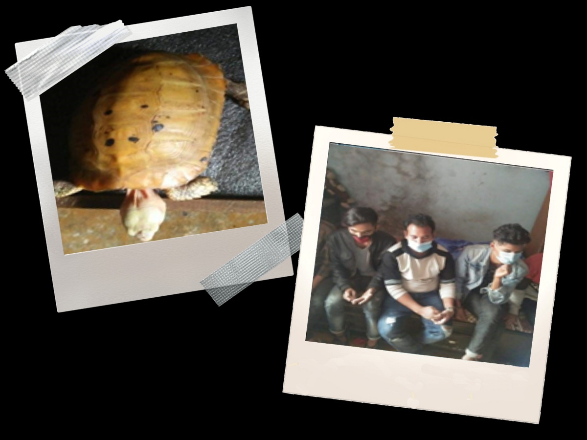 ३५ लाखमा कछुवा बेच्न खोज्ने पाँचजना पक्राउ