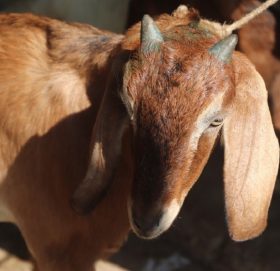 कञ्चनपुर कारागारमा कैदीबन्दीलाई खसी