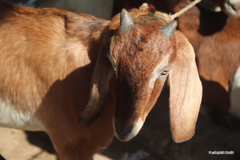 कञ्चनपुर कारागारमा कैदीबन्दीलाई खसी