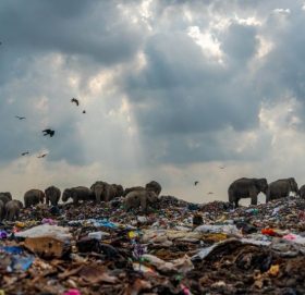 श्रीलङ्कामा फोहोर खान आएका हात्तीको तस्बिरलाई पुरस्कार