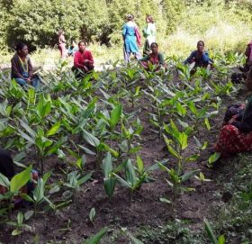 बाजुरा :  महिलाहरुले शुरु गरिन् सामुदायीक बनमा बेसार खेती