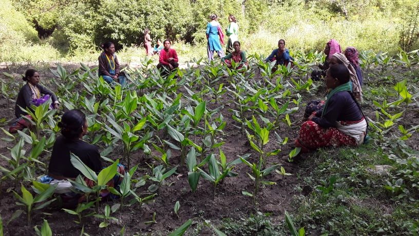 बाजुरा :  महिलाहरुले शुरु गरिन् सामुदायीक बनमा बेसार खेती