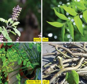 यी हुन् कोरोनाभाइरस विरुध्द उपयोगी जडीबुटी