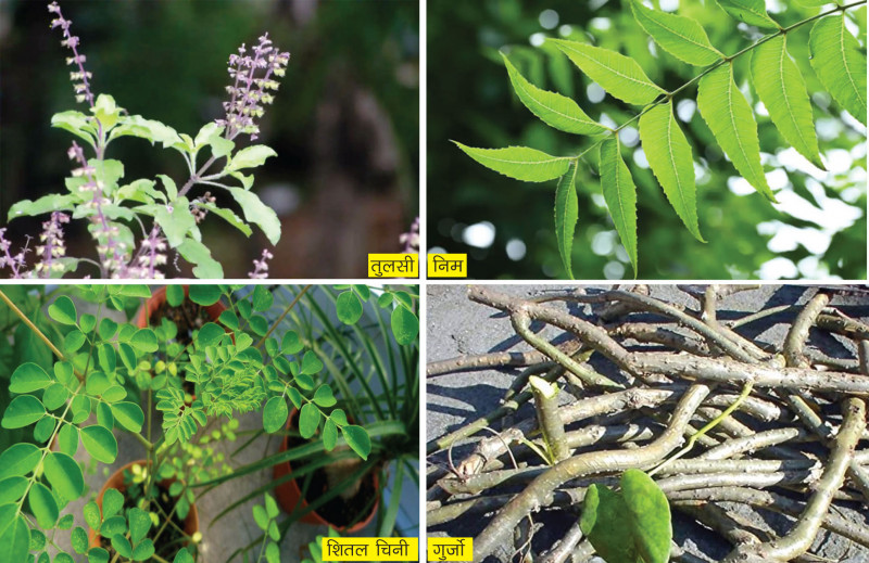 यी हुन् कोरोनाभाइरस विरुध्द उपयोगी जडीबुटी