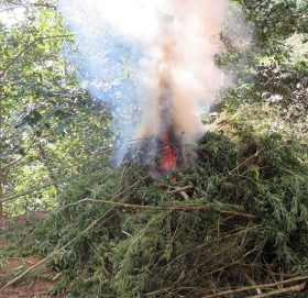 सिमीचौरमा ८ क्वीन्टल गाँजा नष्ट