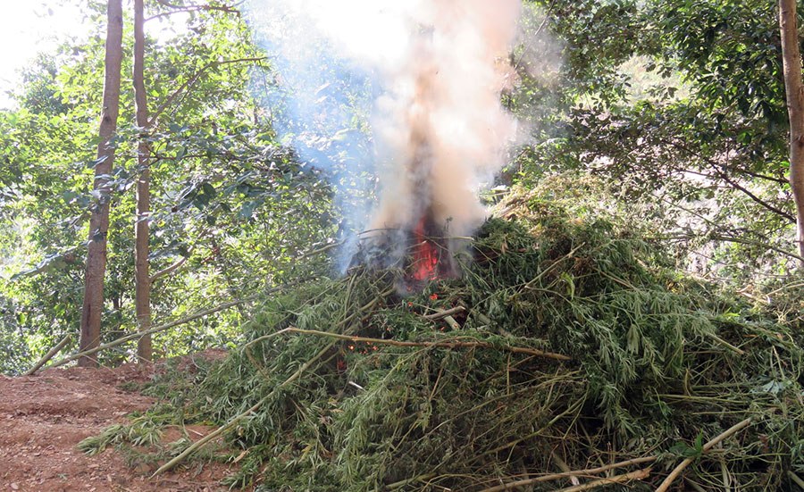 सिमीचौरमा ८ क्वीन्टल गाँजा नष्ट