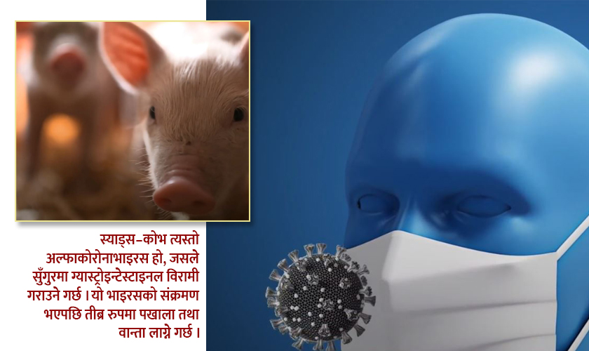 सुँगुरमा पाइने अर्को कोरोनाभाइरसले पनि मानिसलाई संक्रमण गर्न सक्ने