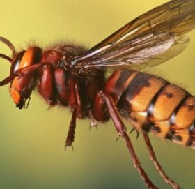 डोटीमा अरिंगालको टोकाईबाट दुई बालिकाको मृत्यु