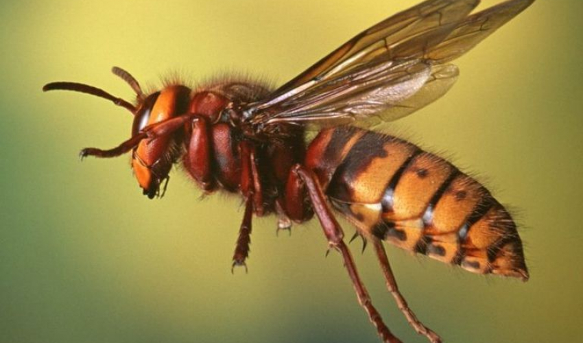 डोटीमा अरिंगालको टोकाईबाट दुई बालिकाको मृत्यु