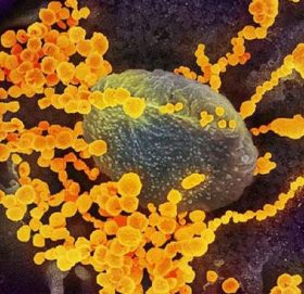 कोरोनाले  पुरुषको प्रजनन क्षमता र अण्डकोषमा समेत क्षति हुने