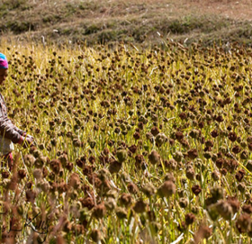 अब चौरपाटी ब्राण्ड कोदो !