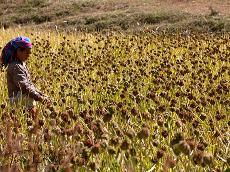 अब चौरपाटी ब्राण्ड कोदो !