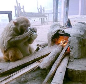 चियाको चुस्की लिँदै बाँदर