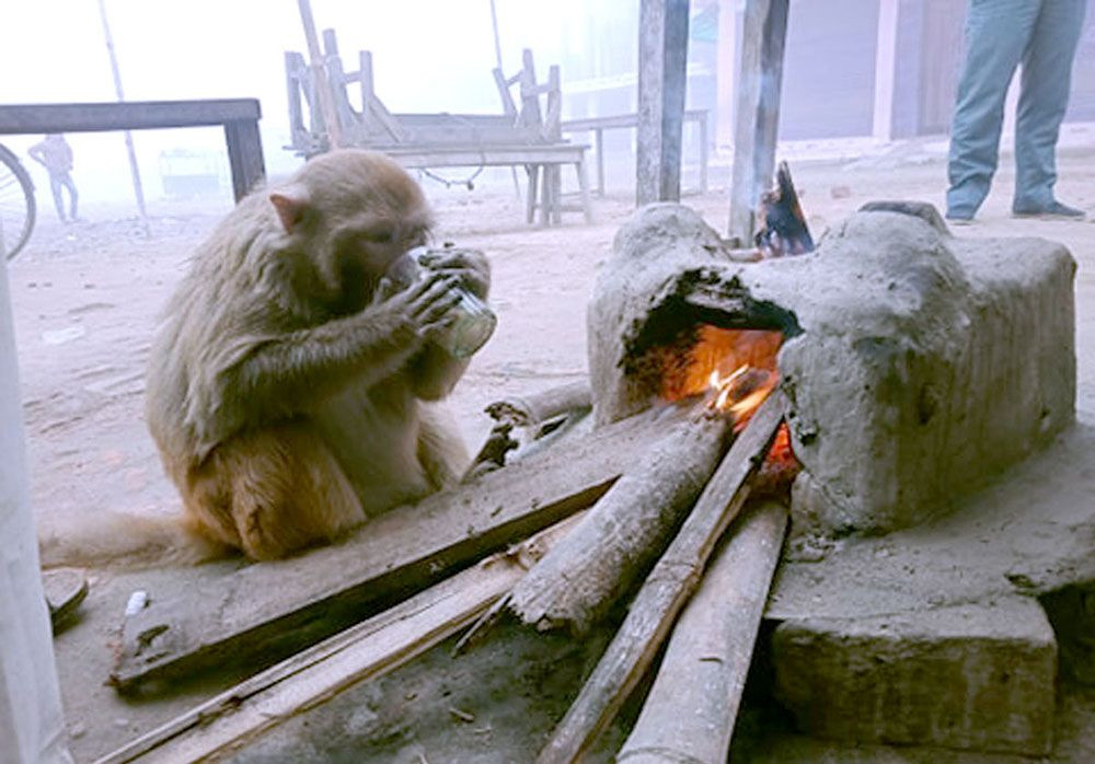 चियाको चुस्की लिँदै बाँदर