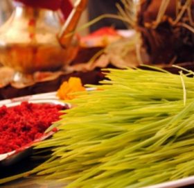 वर्षाका बाबजुद नवदुर्गाको प्रसाद स्वरुप टीका र जमरा लगाउने क्रम जारी