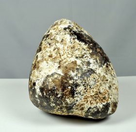 सुनभन्दा महँगो किन हुन्छ ह्वेलको बान्ता ? यस्तो छ रोचक तथ्य