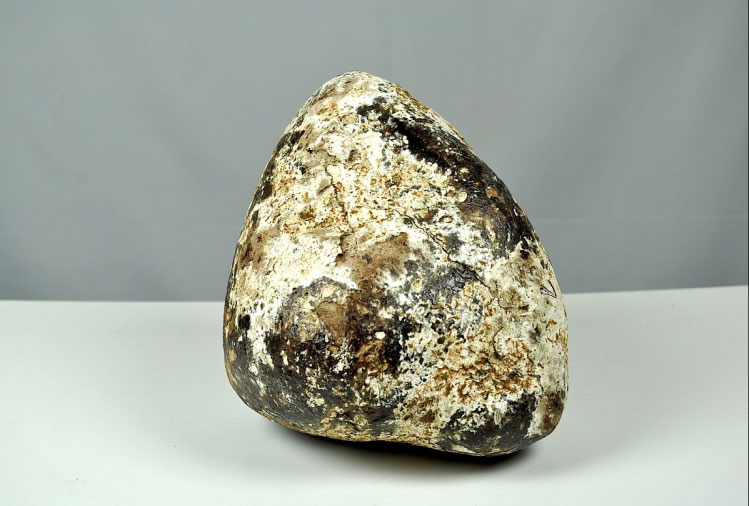 सुनभन्दा महँगो किन हुन्छ ह्वेलको बान्ता ? यस्तो छ रोचक तथ्य