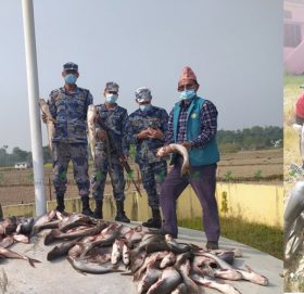 कञ्चनपुरमा डेढ लाख बराबरको अवैध सामान बरामद