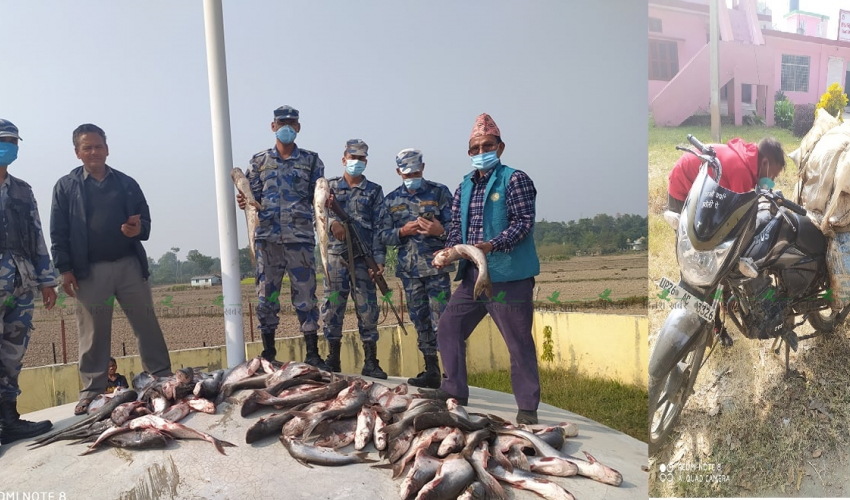 कञ्चनपुरमा डेढ लाख बराबरको अवैध सामान बरामद