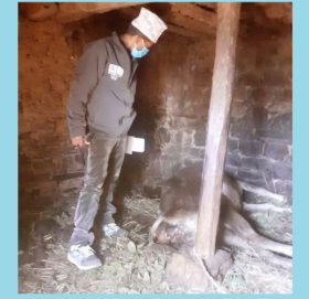 बैतडीमा लौरो र हतियार प्रहार गरी गाईको हत्या