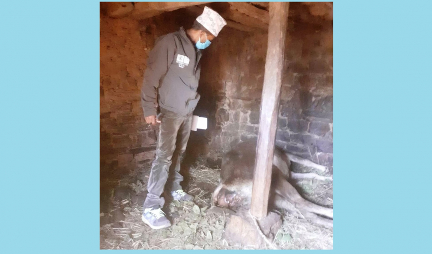 बैतडीमा लौरो र हतियार प्रहार गरी गाईको हत्या