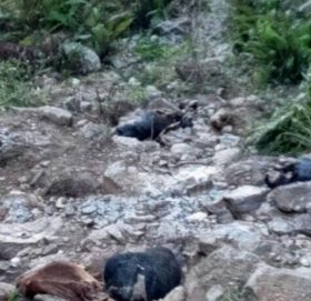 बैतडी गौ हत्या गर्नेलाई के कारवाही हाेला त ? यस्तो छ कानूनी व्यवस्था