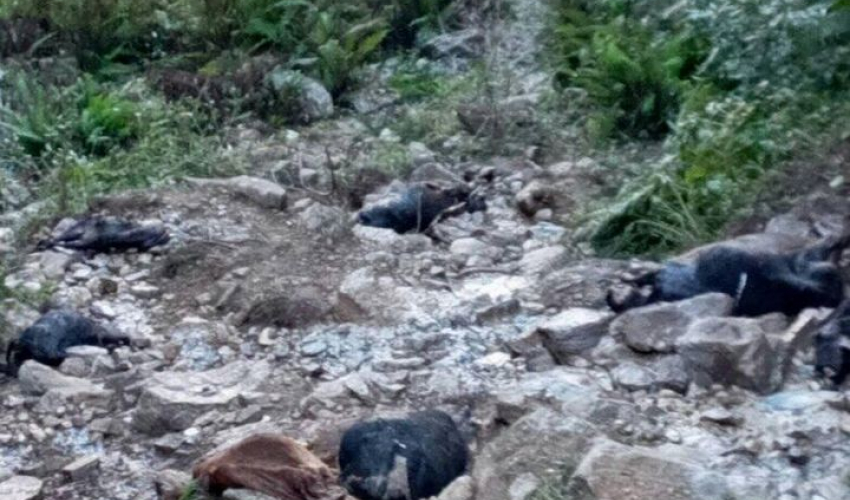 बैतडी गौ हत्या गर्नेलाई के कारवाही हाेला त ? यस्तो छ कानूनी व्यवस्था