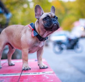 अमेरिकाको एक सहरमा कुकुर बन्यो मेयर