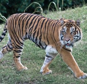 चितवनमा बाघको आक्रमणबाट एक जनाको मृत्यु