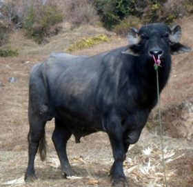 डोटीमा राँगोले हान्दा पुरुषको मृत्यु