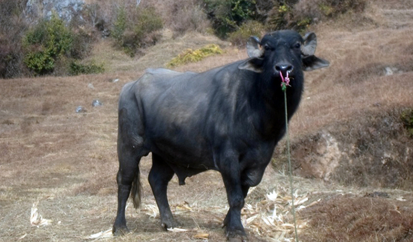 डोटीमा राँगोले हान्दा पुरुषको मृत्यु