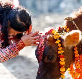तिहारको चौथो दिन : गाई पूजा गरिँदै