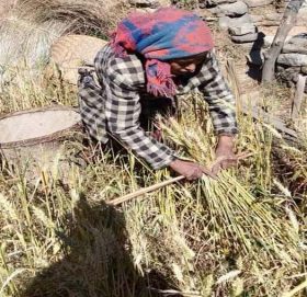 बाजुरामा परिक्षणका लागि लगाएको गहुँ पाक्यो