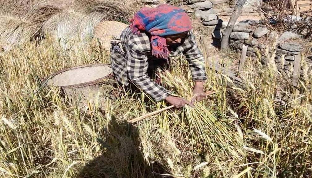 बाजुरामा परिक्षणका लागि लगाएको गहुँ पाक्यो