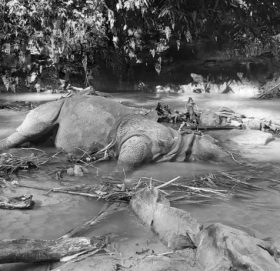 साउनयता चितवनमा मरे १६ गैंडा