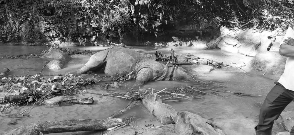 साउनयता चितवनमा मरे १६ गैंडा