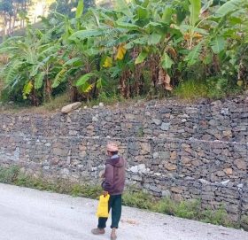 साँफे मार्तडी सड्ककाे छेउमा उखु र केरा खेती