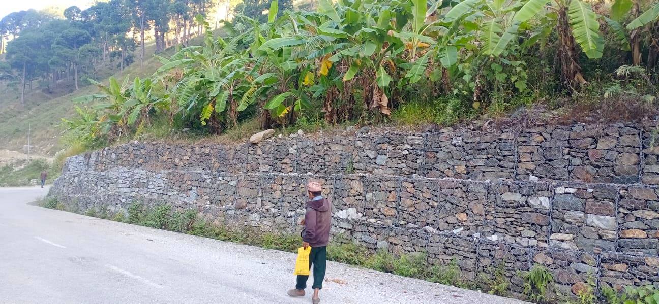 साँफे मार्तडी सड्ककाे छेउमा उखु र केरा खेती