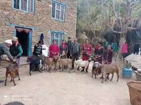 त्रिवेणी नगरपालिका कालापानीमा थापाको आर्थिक सहयोगमा बाख्रा वितरण