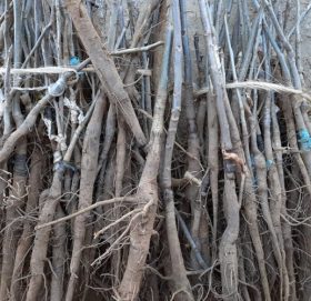 हाडे ओखरलाई दाँते ओखरका बिरुवा भनेर ठग्न खोजेपछि…