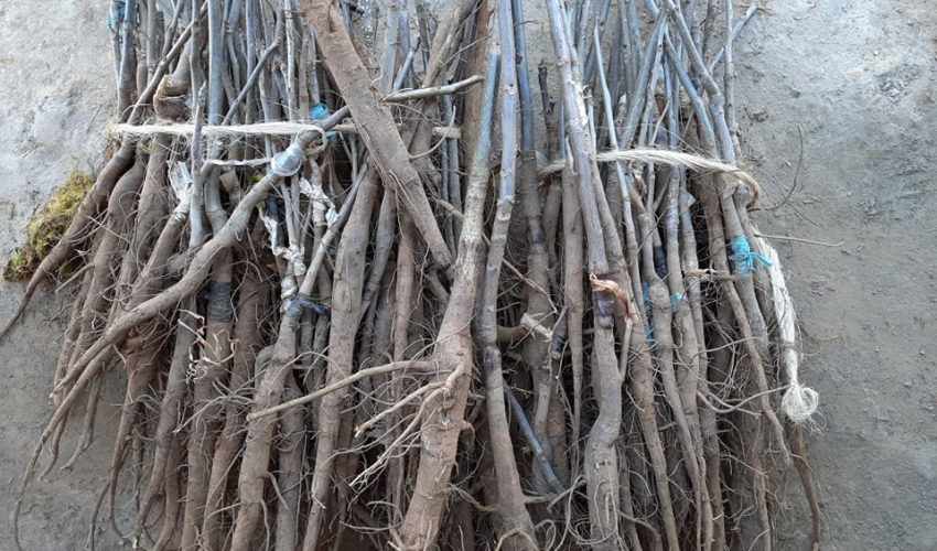 हाडे ओखरलाई दाँते ओखरका बिरुवा भनेर ठग्न खोजेपछि…