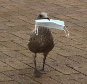 त्यो एक तस्बिर जुन बन्यो सन् २०२० को ऐना