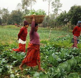 मुग्लानमा रोजगारी गुम्यो, गाउँमा व्यवसाय थालनी