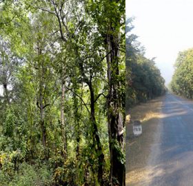 सुदूरपश्चिम प्रदेश: गोदावरीमा राजधानी बनाउँदा ५० बिघा क्षेत्रमा वन फँडानी हुने प्रारम्भिक आकलन